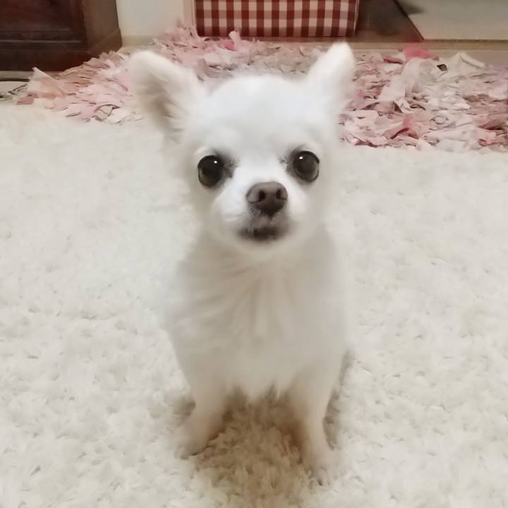 D91a8d23 b2e6 4c1c b3c4 9c2b3f2a7bc1 1594911113622