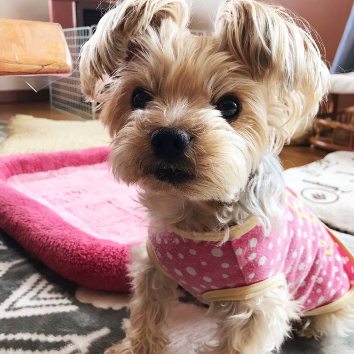 D91d9d6a a83d 4b40 998a 8f1fd32846dc 1523150746816