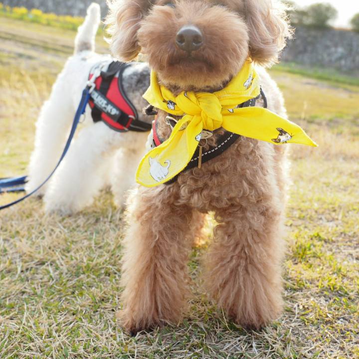 D91deaf4 081e 4acf 8b23 1c6cecf523d5 1523887079184