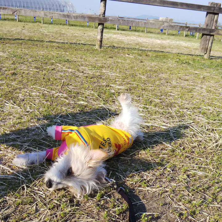 D91e679f 864d 4d4a 92e6 95f14f812e18 1525439082621