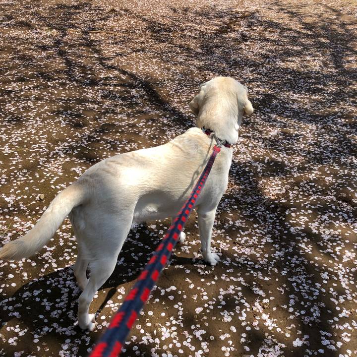 D91e96be 86b6 4c4f 8839 dc012fba32bd 1585804173297