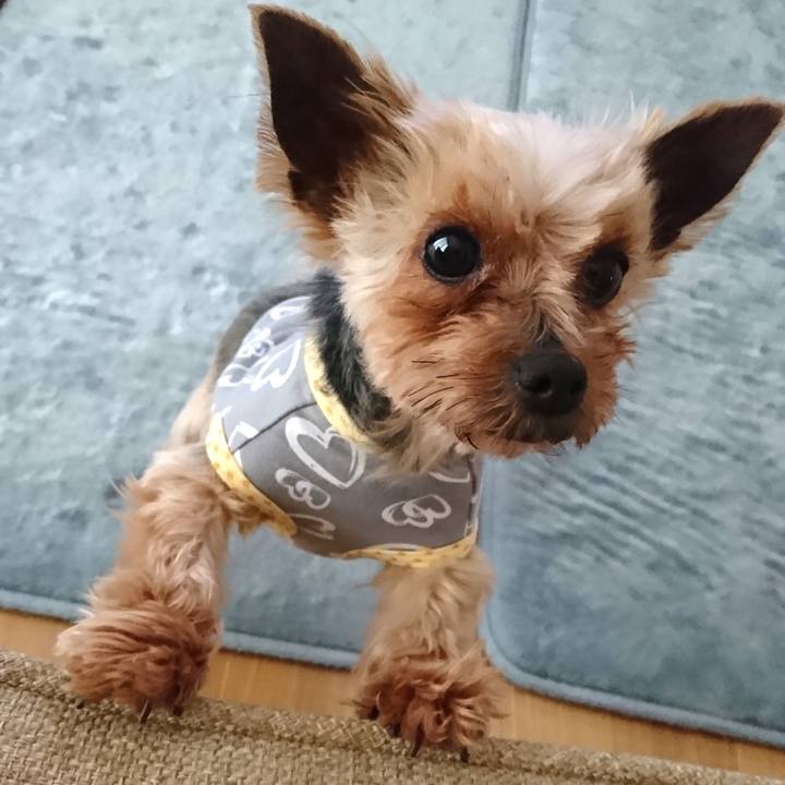 D921de4f 416a 42f4 a486 a0d80d58ded7 1526797093682