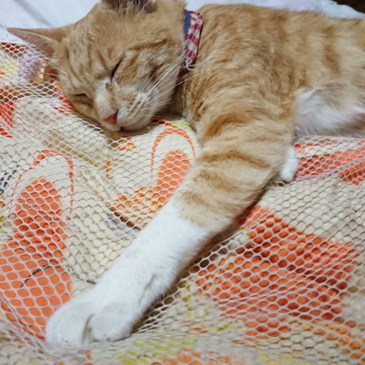 D9292521 f90b 482c 84d0 91984b5ea86c 1562329817990