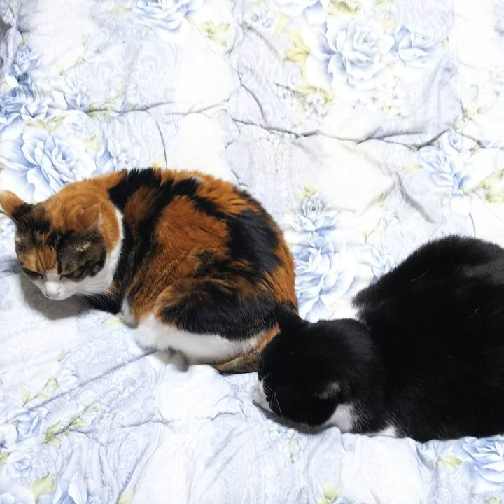 D92d618f 9907 4ac6 828d 136adb7cd713 1545342484516