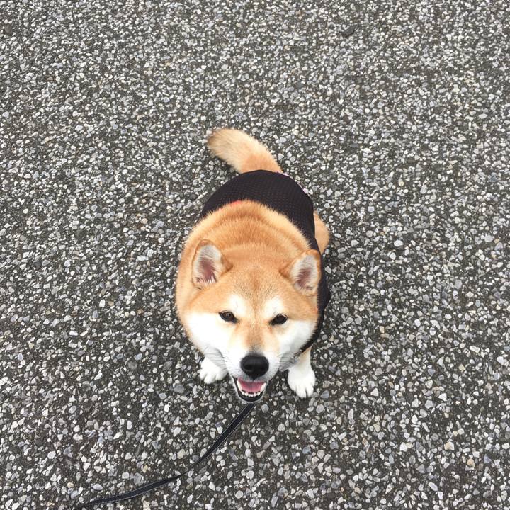 D92fdc3e 6fe2 4bbd b759 9e7c83bac7dd 1541564368456