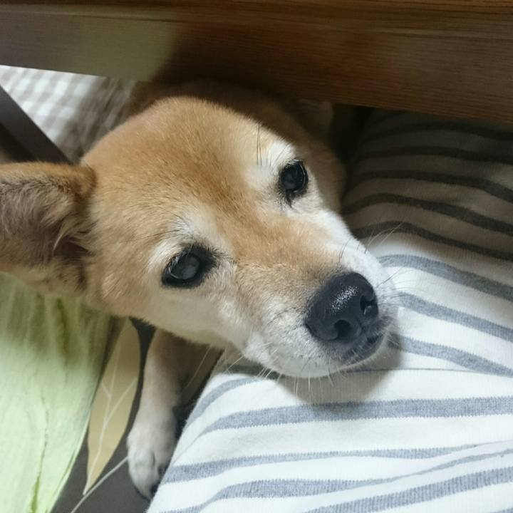 D93241ee c46b 424f 830b 7590cb520db0 1529592545238