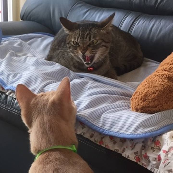 D93383d7 71a0 49e2 a7e9 fc754a5e3fe5 1558360649500