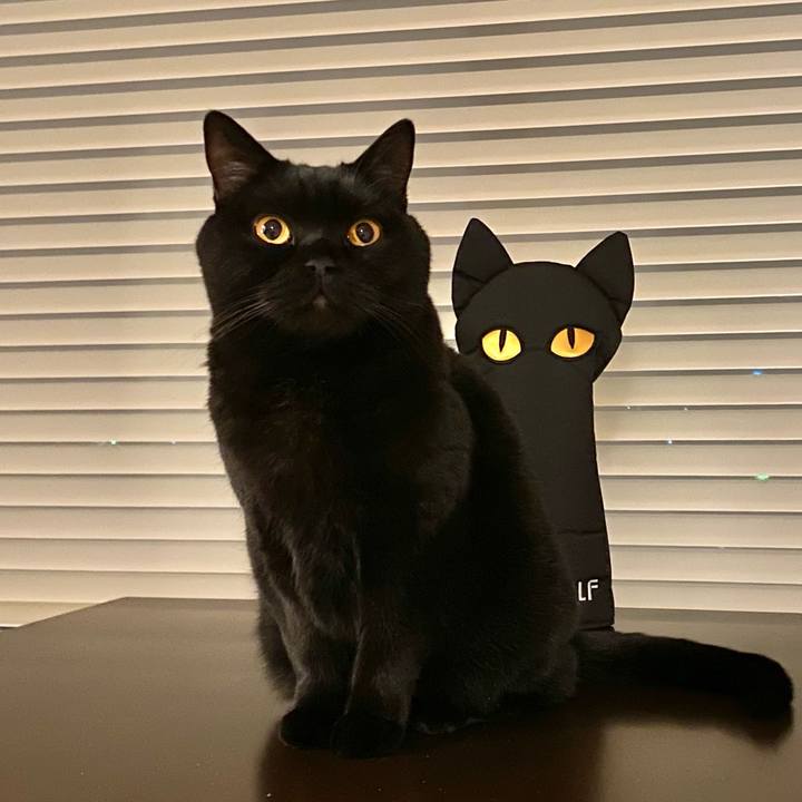 D934892a 1266 4d29 b7d1 8b835d35c639 1642939132721