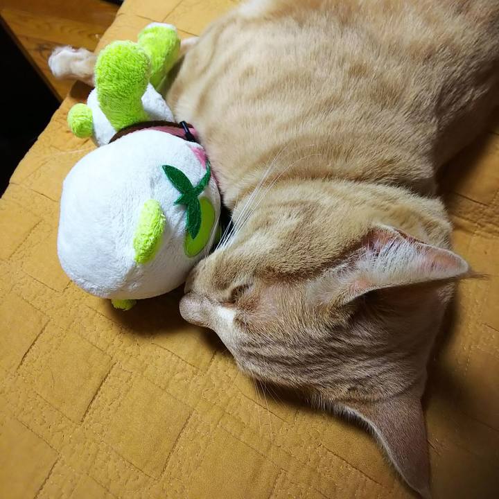 D9375136 f84c 4361 bd68 9b849adea0a9 1566134014524