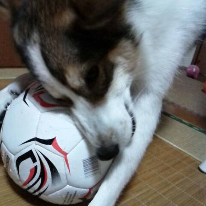 D9392f0b b93d 4e1d 91ca 3985df0470ad 1507871558291