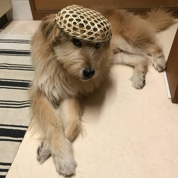 D93a1f97 13d6 4d14 98a1 eb7064b0d528 1544448844184