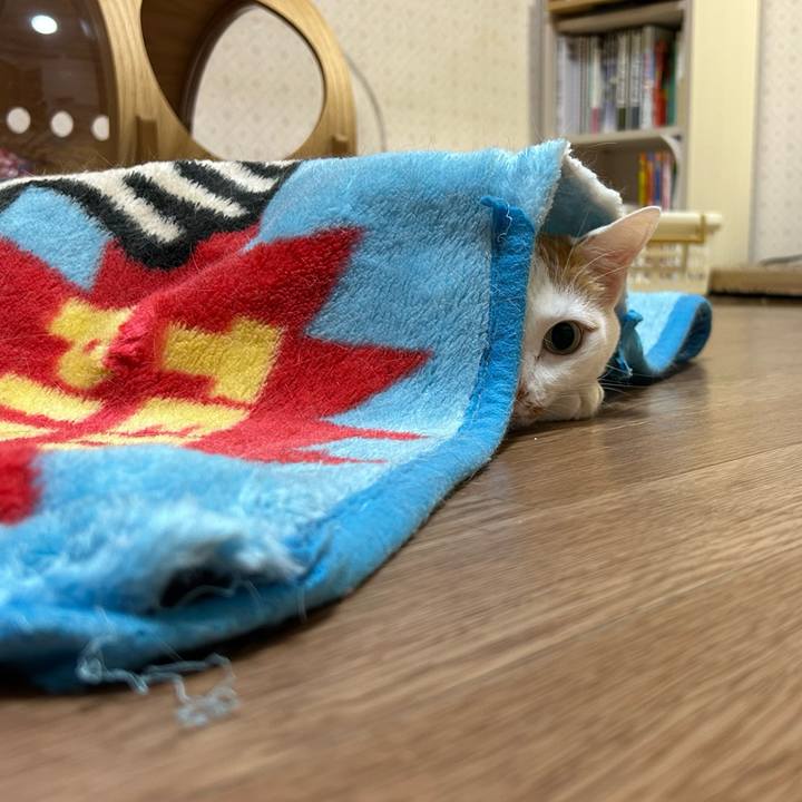 D93b10e9 4c03 460f a879 fe270565e116 1677766292154