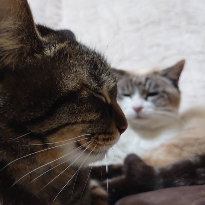 D93b40b2 e748 421f b509 47033d844b2d 1677850613222