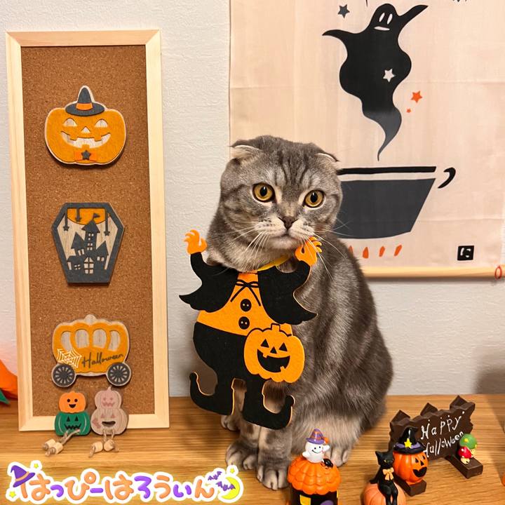 D93bf1e0 dfbc 488e 813c e572993fe919 1667194310712