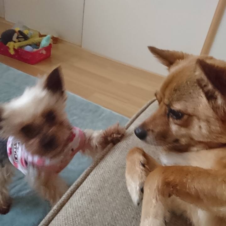 D93f4eec 3f39 4c49 97c2 95b643b4d54d 1530542028671