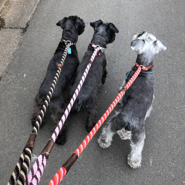 D93f6c7f 9cb4 48cf 87d7 dd58bd0f48df 1544233878153