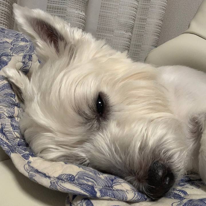 D941c1de 1619 48ea ab9a 59b5d555e89f 1570101272468