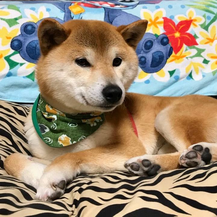 D943a495 6833 4c61 8316 cdf68e82a209 1523623702092