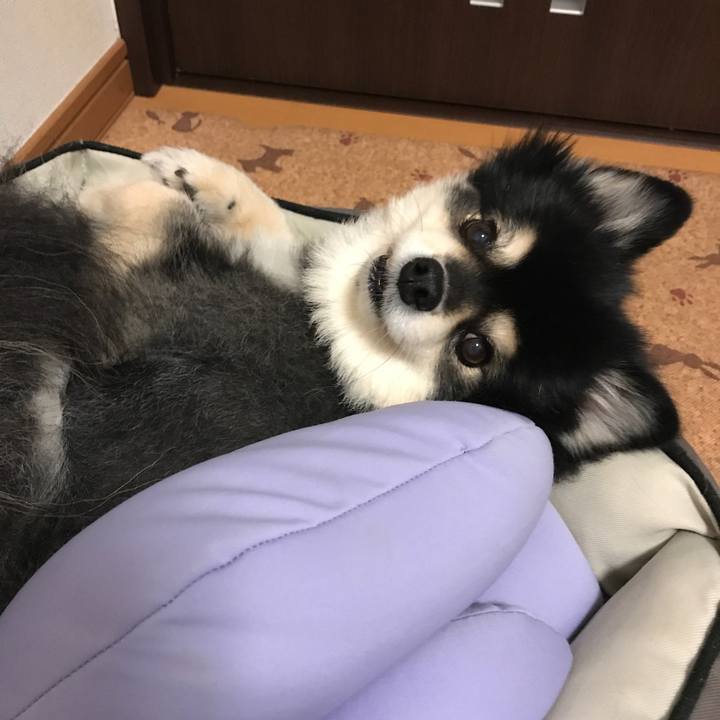 D9486df1 3907 4e00 95ef 1c76c5adf3e1 1545130488891