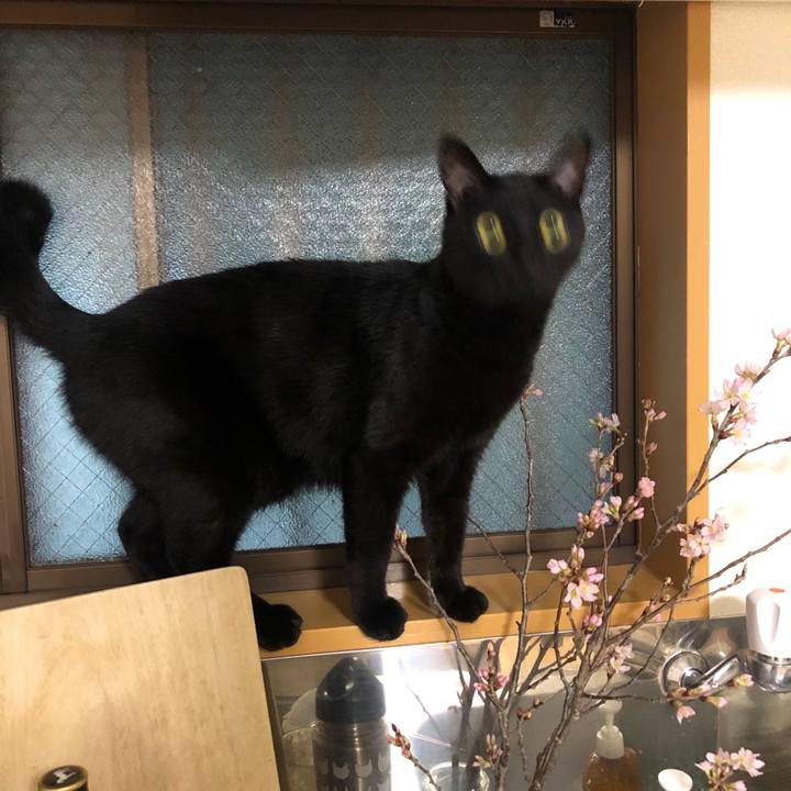 D94968e1 2041 4f63 996b 816343ed9a95 1583411024908