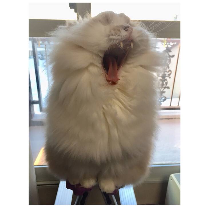 D94e35d1 a2f8 42bf 8a86 90a9263edecb 1517457661113