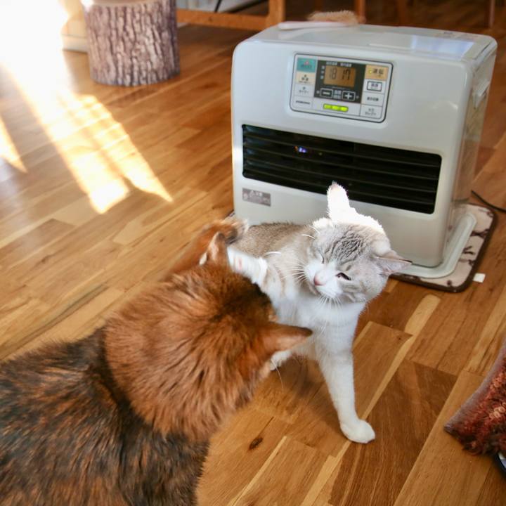 D9507c1b 0f1c 4b4c a6db 8ecfe4013043 1764647986472