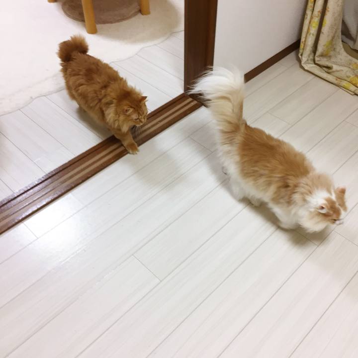 D9507fc8 0d22 447f 9449 7de1197eea65 1513113856645