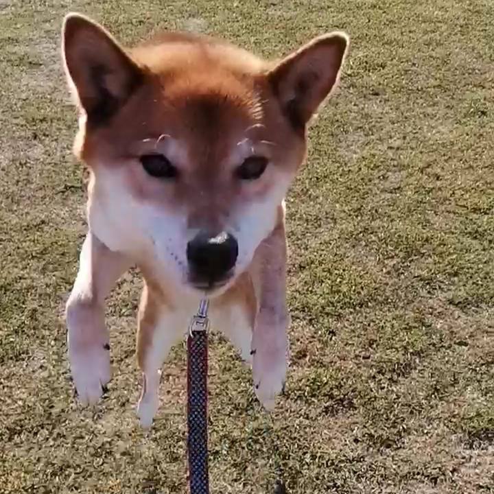 D950d69c 811d 4714 86fa e5df0355712f 1619428135950