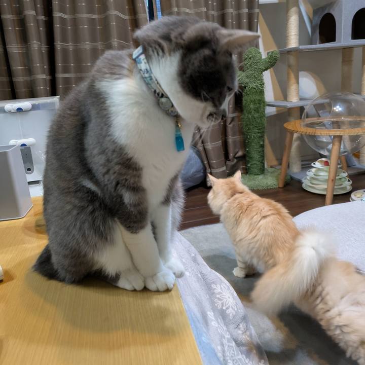 D9529396 36aa 43a0 b1f9 7392a1762c25 1735595670648