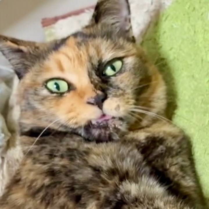 D953cf27 be4d 4aec a2bf 89b9d0395b52 1760960039849