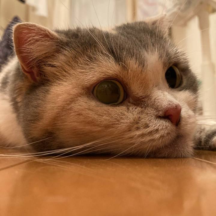 D95908c5 bed1 4c2a bca3 41b983c1d45d 1597229768507