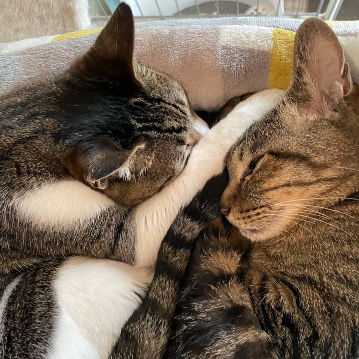 D95e63e5 43b4 4cee 9273 a55b8583bb2f 1627006112284