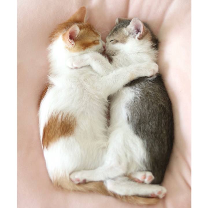 D95f733c 3fe3 45dd 9a12 437a0055f51b 1530239056969