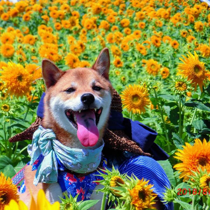 D962fe4a dab8 46bb a732 71e97273ea3a 1535181139800