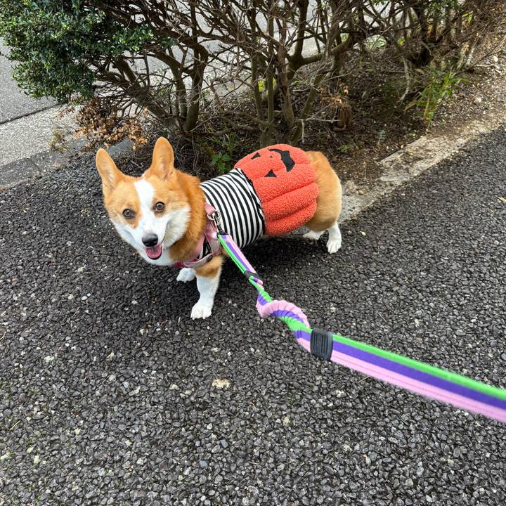 D963af2c c8d7 4718 ae72 94d9929ab9a1 1761542651109