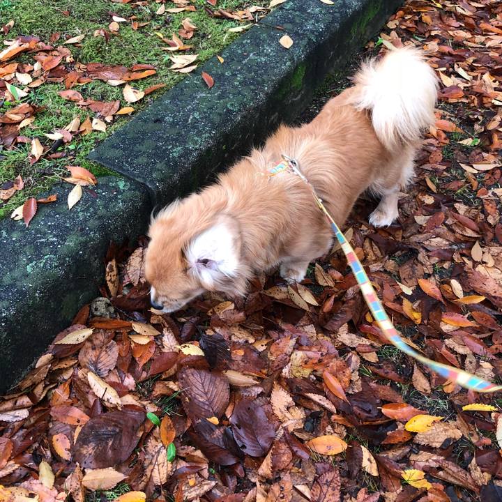 D963bef3 b01f 482f b8ce 2d2c827cc9e2 1511396179659