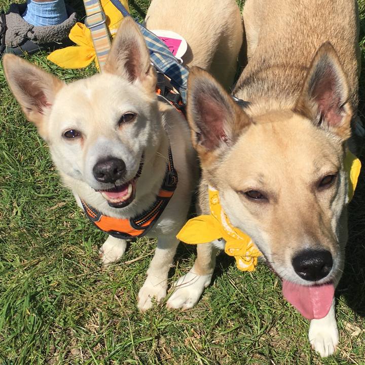 D9652812 584c 42c1 829a 8cc2439cbb74 1527157229690