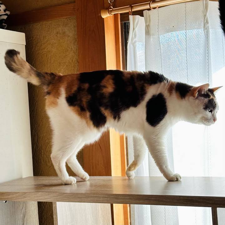 D965a24c e414 4edf b633 27a3a903f03d 1711677783576