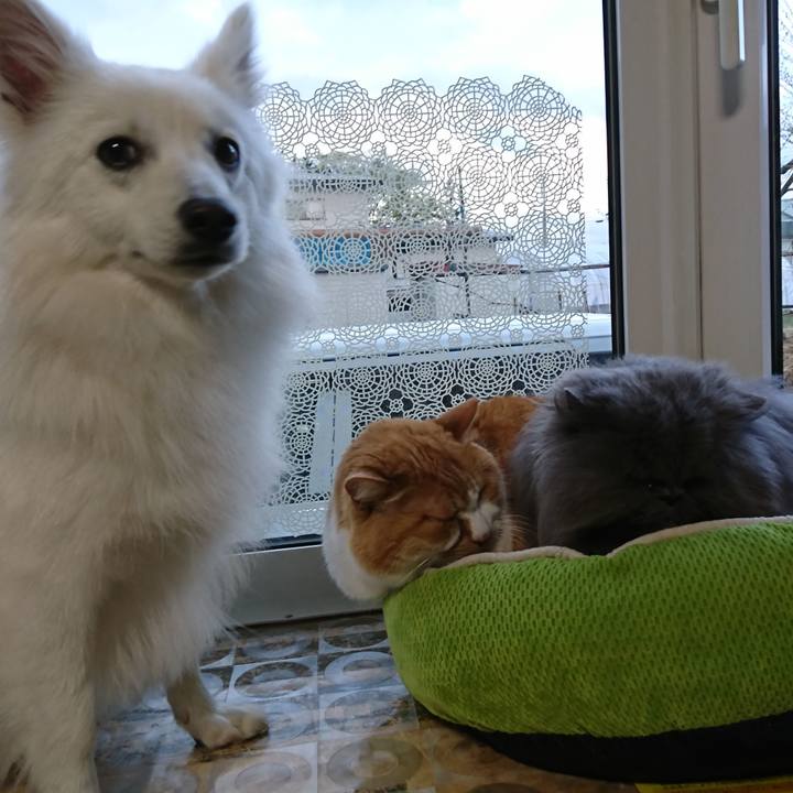 D966cc91 a82b 4bee ba63 0ccc4fc9bde0 1526801235173