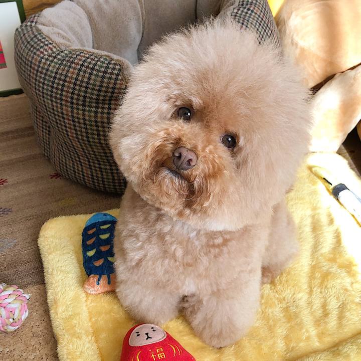 D968bc41 0cfd 4267 8587 dbfeb2a46e45 1544776944057