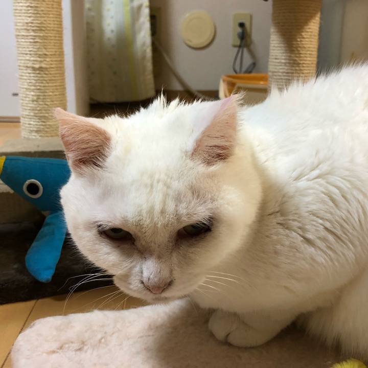 D968d9ff 83dc 4446 9cd1 74d8d064fb87 1528023844808