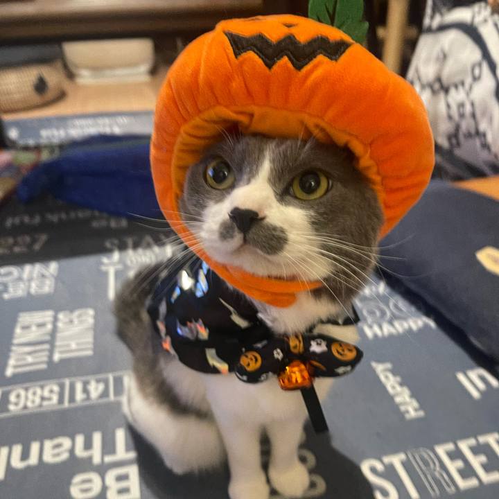 D96a4de3 8c48 47f2 9657 bf857bcd7262 1698740187788