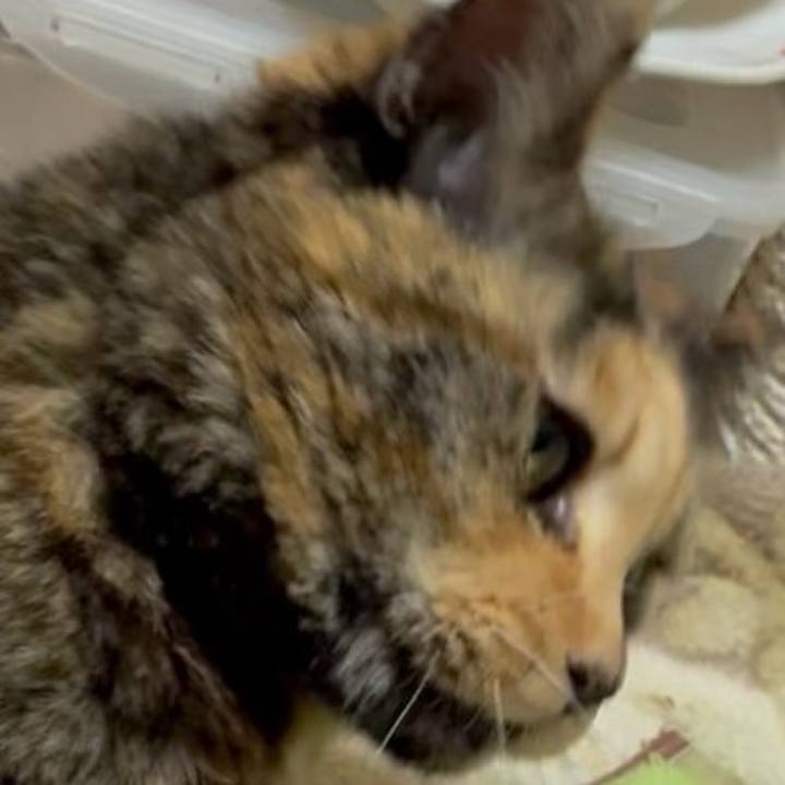 D96f4f94 080a 4640 8055 b99033112444 1772830607780