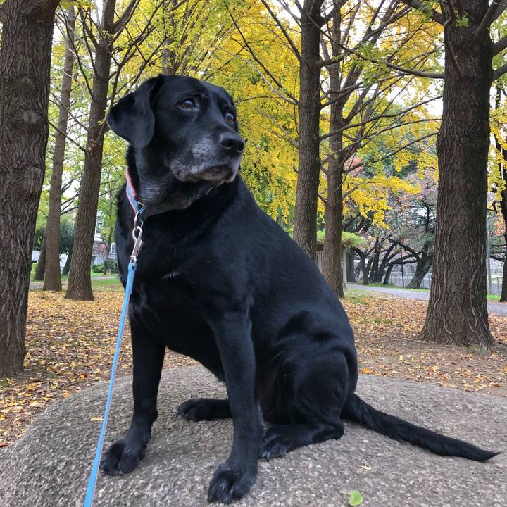 D96fd009 c688 43b6 abc7 9df2fd84fd6e 1543937048832