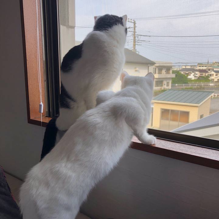 D96fe84e 24d4 442d b34f 9369211e5431 1623460744330