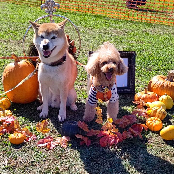 D9727116 6e61 4def 92c6 f23c93e27733 1603616189270