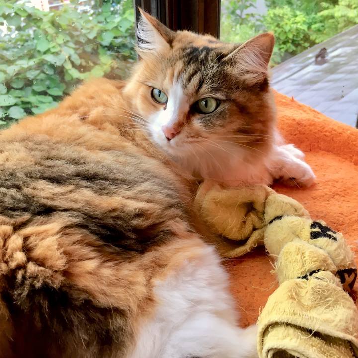 D97a1d56 ebaf 45f0 8263 717c6e5cd123 1563611789557