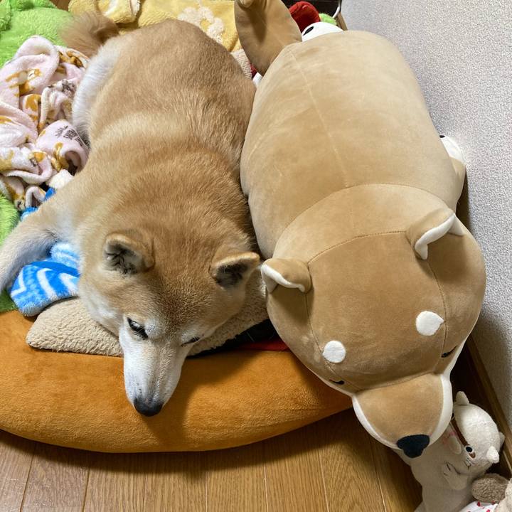 D97a3d49 c31a 40f7 9dfa c4fe2d2048c4 1639362033745