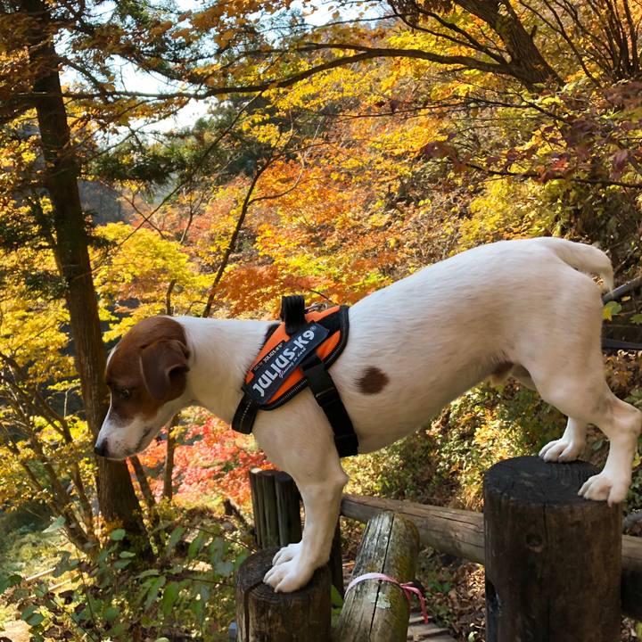 D97af2de 907f 4aae 85a9 88090253636e 1541283226557