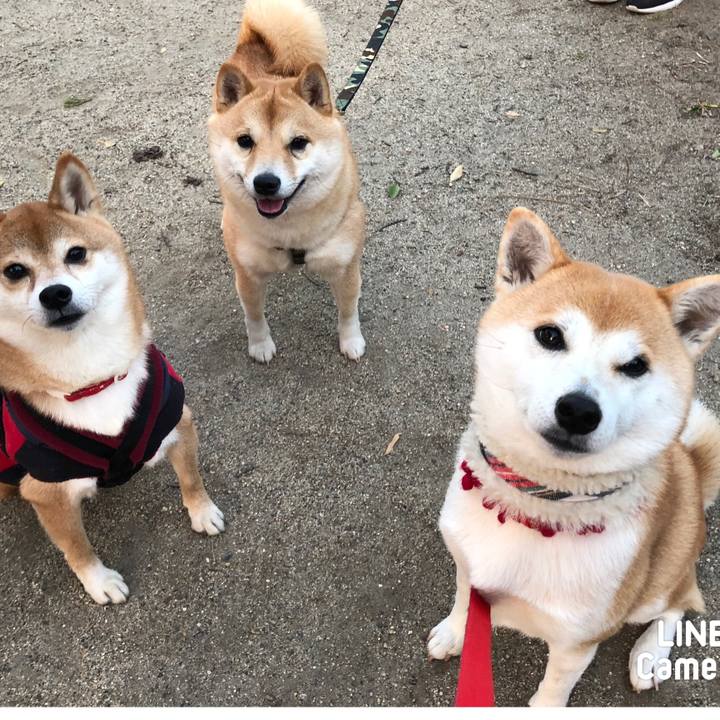 D97ba4d3 081c 4533 91ca bcf3938ef8ad 1547010455563